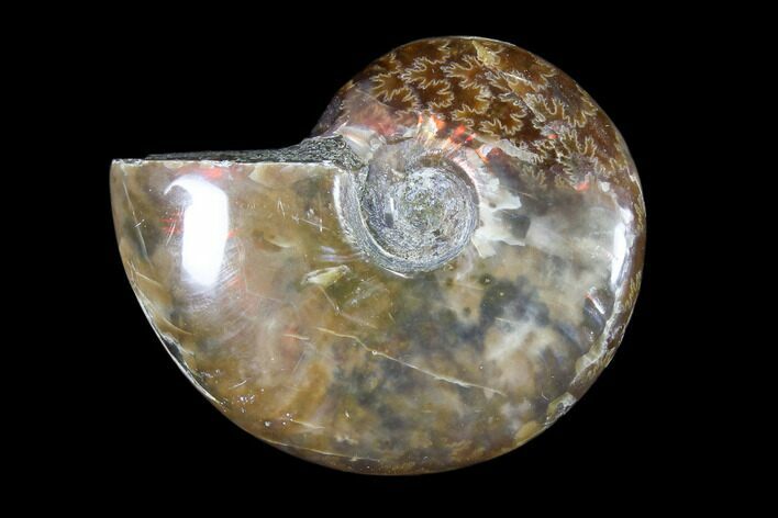 Iridescent, Red Flash Ammonite - Madagascar #82448